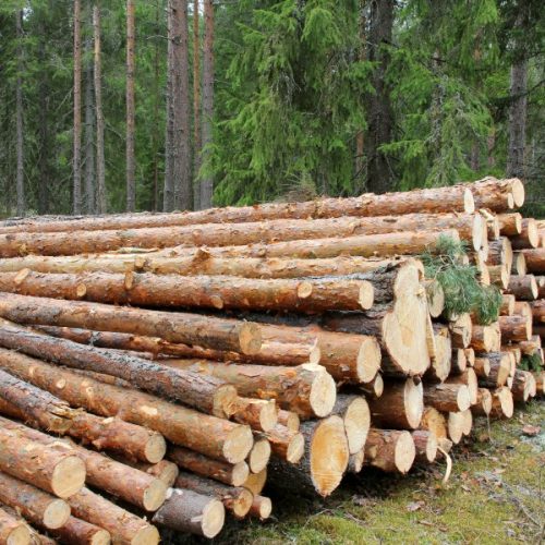 Stack of pine logs in green coniferous forest
