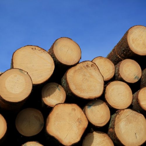 Stack of wooden logs with annual growth rings showing, with blue sky background.